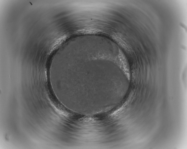 X0000095530254200712281528