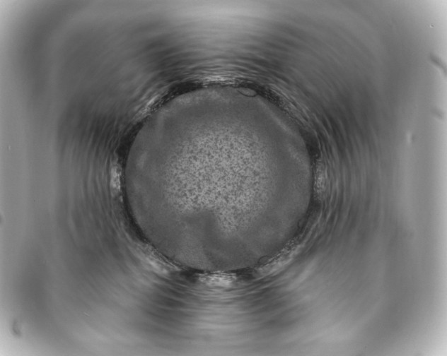 X0000095530282200712281528