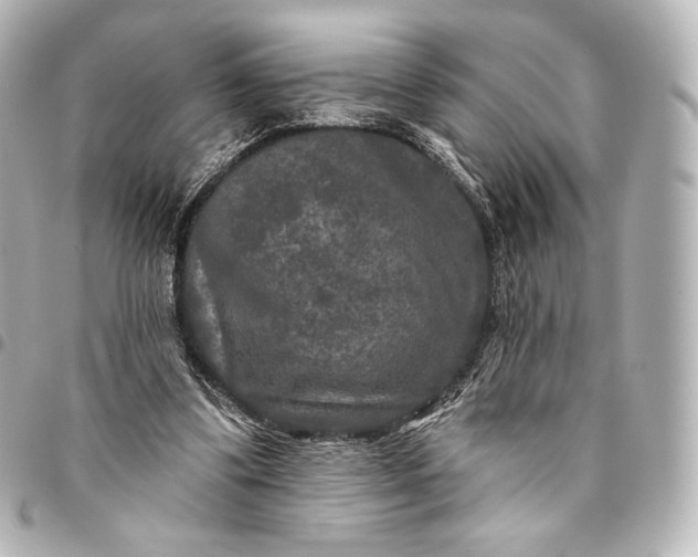 X0000095530299200712281528