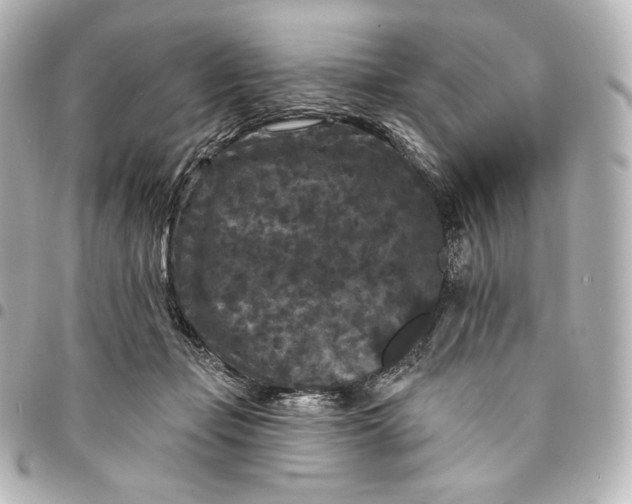 X0000095530365200712281527