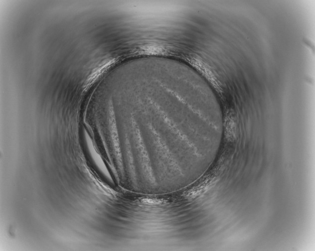 X0000095530442200712281525