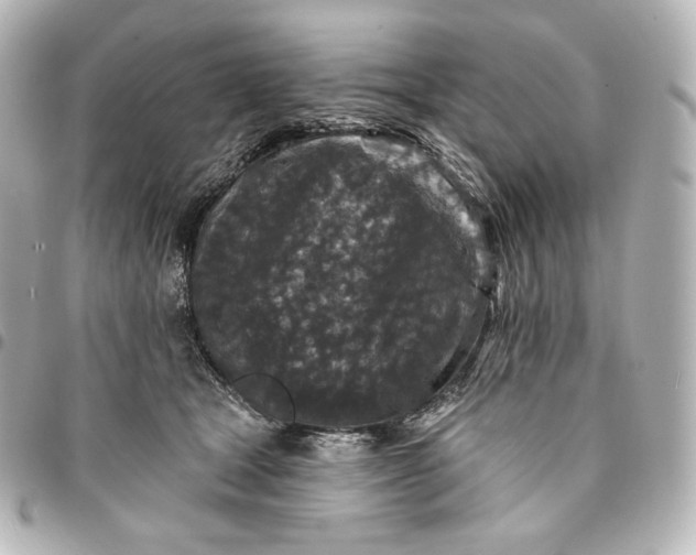 X0000095530465200712281525