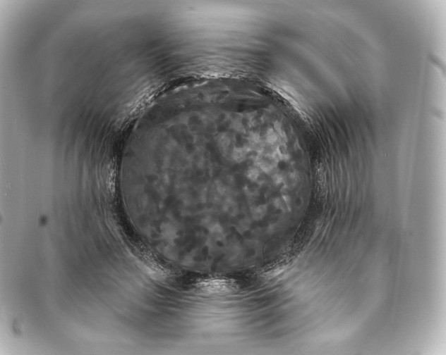 X0000095530499200712281525