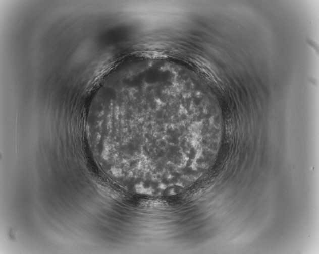X0000095530503200712281525