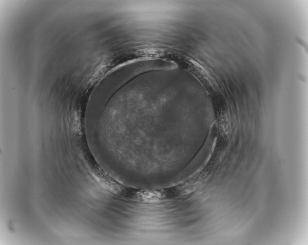 X0000095530512200712281525