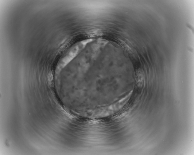 X0000095530523200712281524