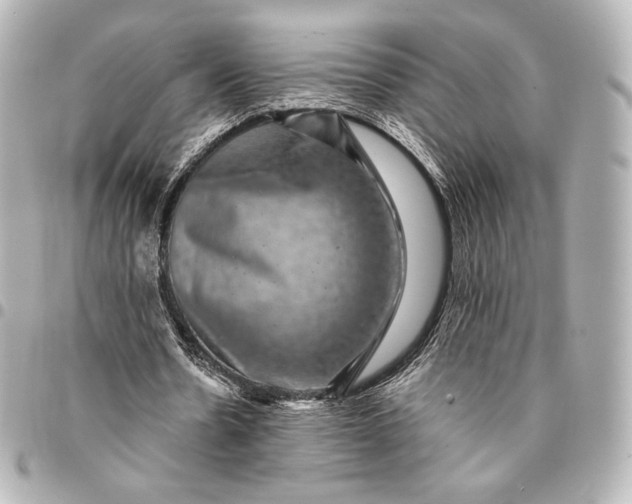 X0000095530530200712281524