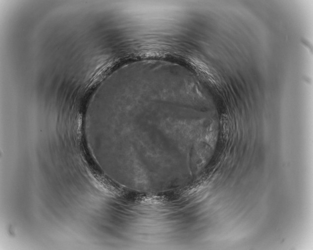 X0000095530550200712281524