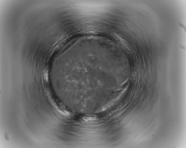 X0000095530552200712281524