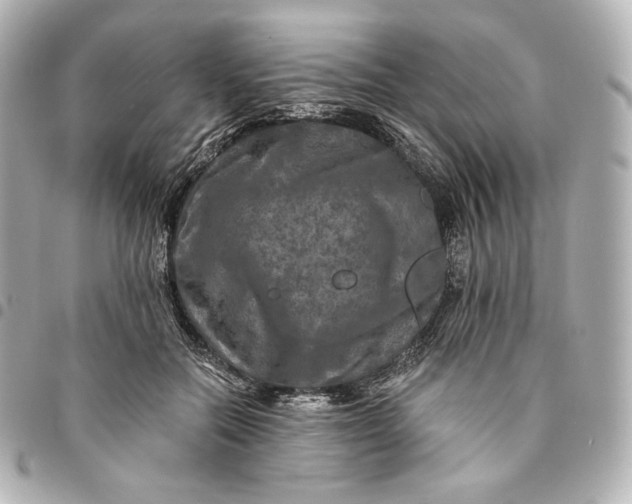 X0000095530554200712281524