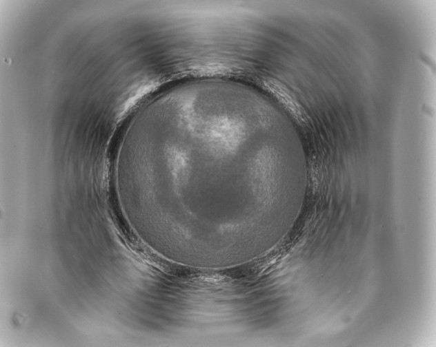 X0000095530583200712281524