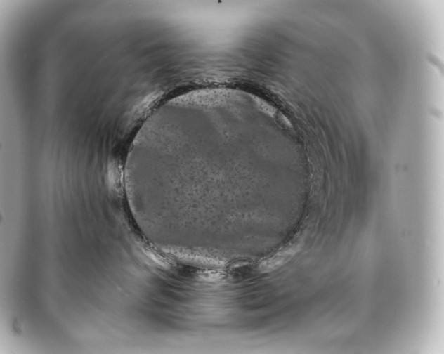 X0000095530624200712281523