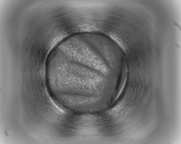 X0000095530630200712281523