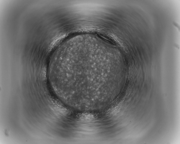 X0000095530640200712281523