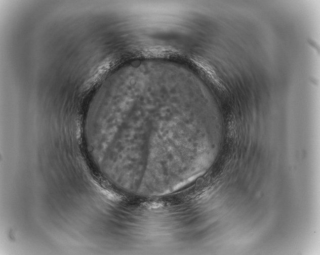 X0000095530687200712281522