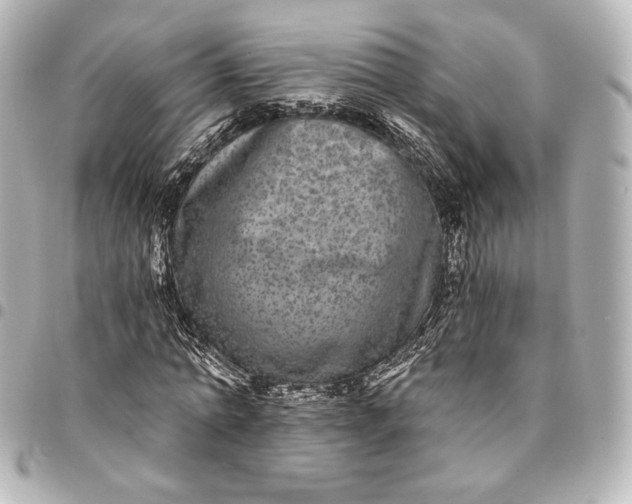 X0000095530774200712281521
