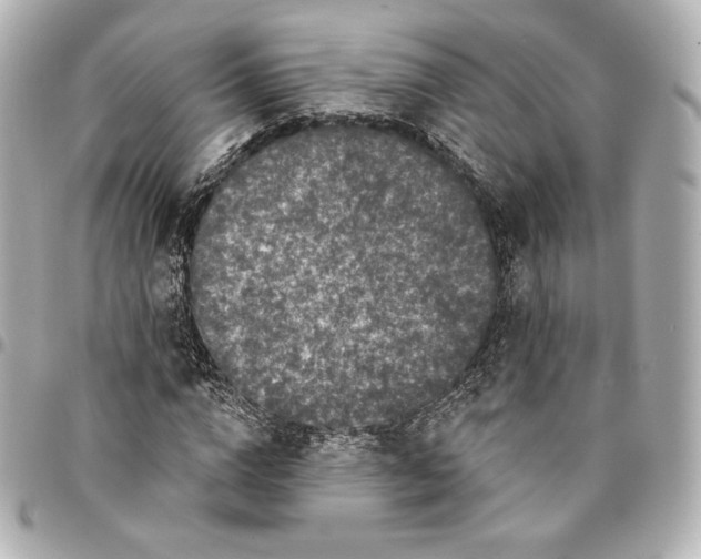 X0000095530824200712281520