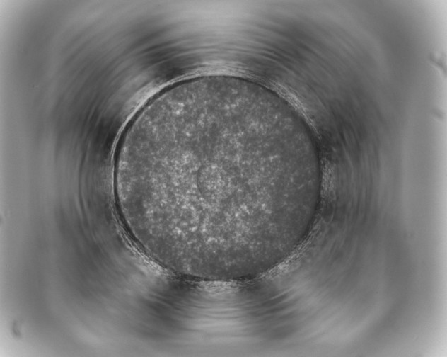 X0000095530836200712281520