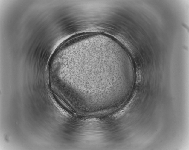 X0000095530838200712281520
