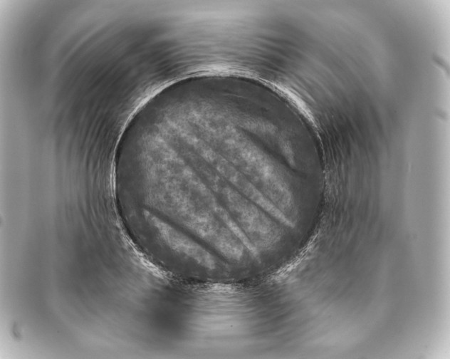 X0000095530839200712281520
