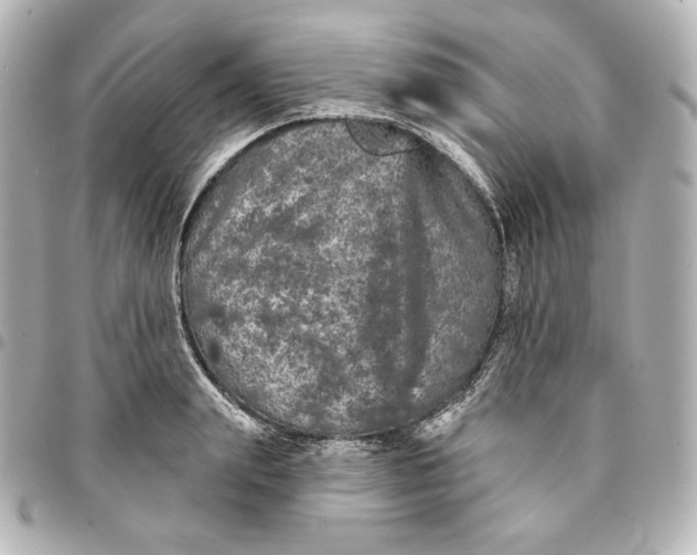 X0000095530847200712281520