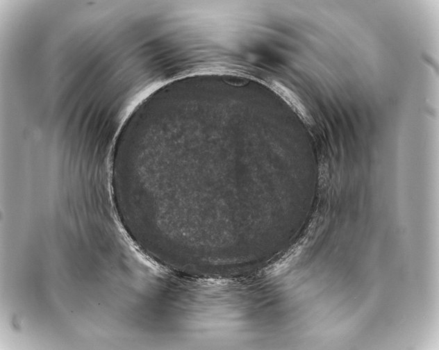 X0000095530854200712281520