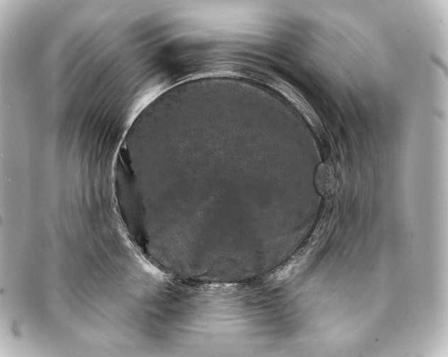 X0000095530858200712281520