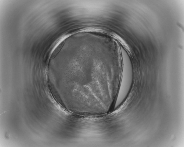 X0000095530860200712281520