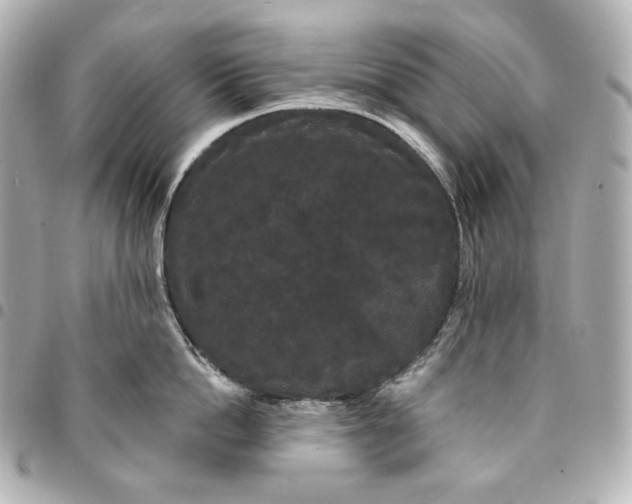 X0000095530862200712281520