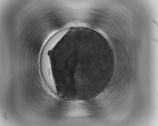 X0000095530864200712281520