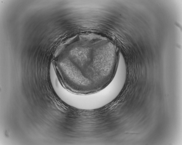 X0000095530868200712281520
