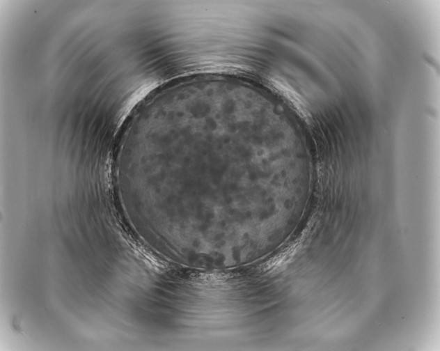 X0000095530875200712281520