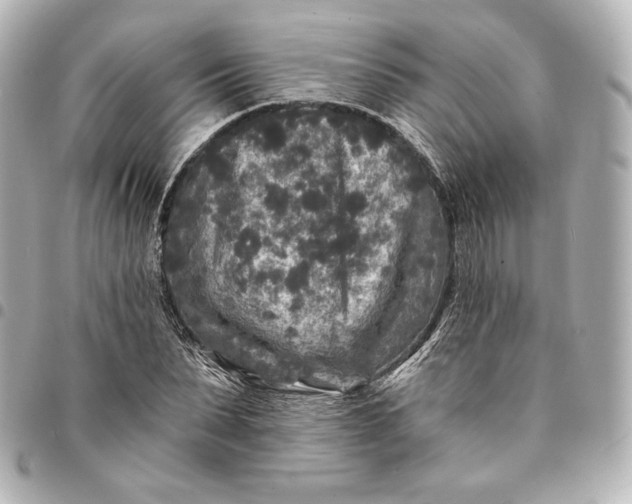 X0000095530879200712281520