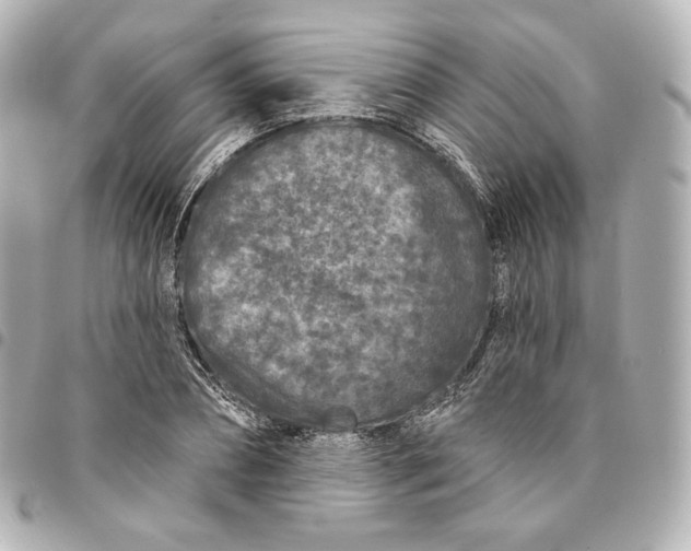 X0000095530882200712281520