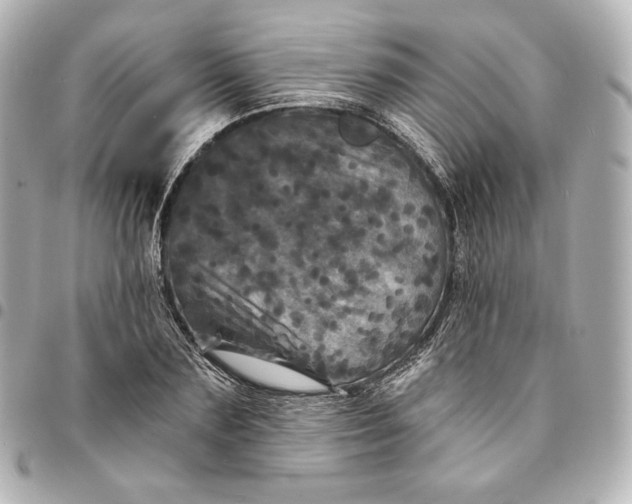 X0000095530883200712281520