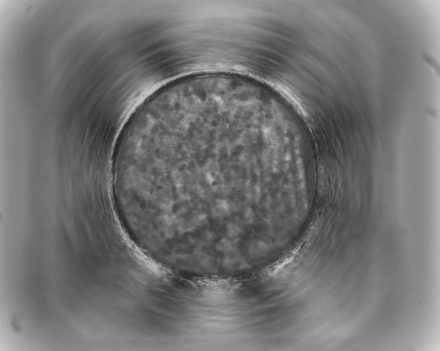 X0000095530895200712281519