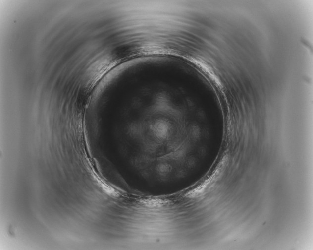 X0000095530897200712281519
