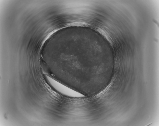 X0000095530923200712281519