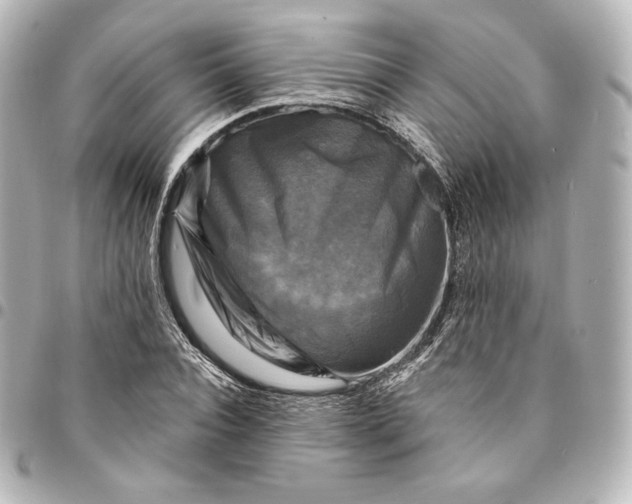 X0000095530928200712281519