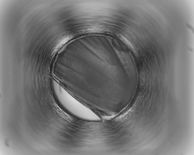 X0000095530930200712281519