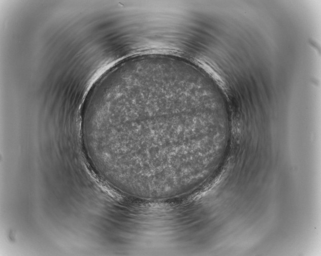 X0000095530933200712281519