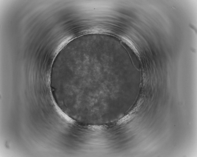 X0000095530946200712281519