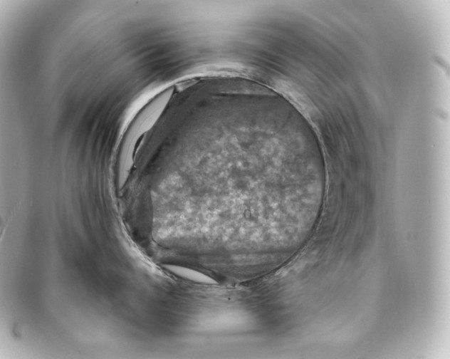 X0000095530960200712281519