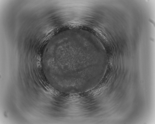 X0000095530964200712281518