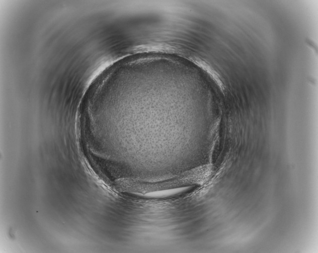 X0000095530983200712281518