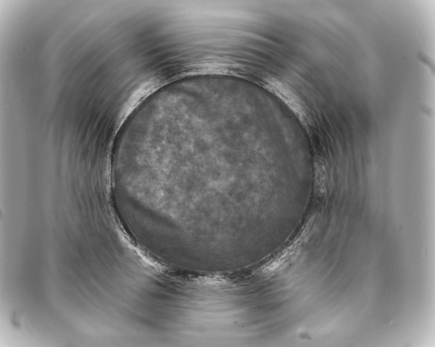 X0000095530994200712281518