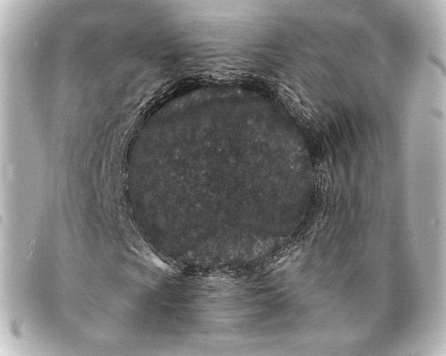 X0000095531009200712281517
