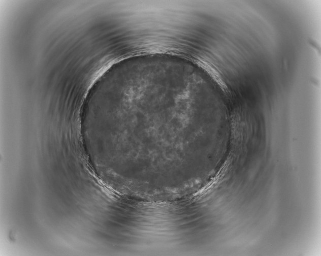 X0000095531023200712281517