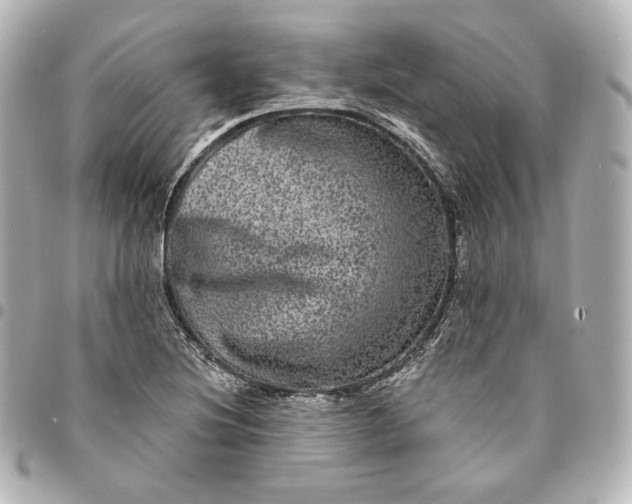 X0000095531220200712281515