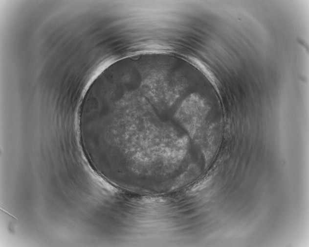 X0000095531243200712281515